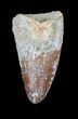 Cretaceous Fossil Crocodile (Elosuchus) Tooth - Morocco #49066-1